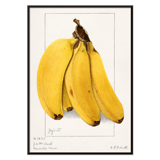 Botanical artwork of ripe yellow bananas Musa by Ellen Isham Schutt realistic illustration and poster suitable for botanical decor, with black aluminium frame on white background