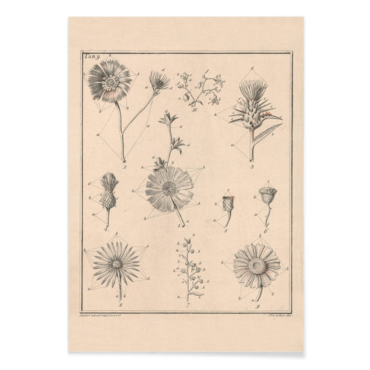 Botanical flower illustration poster by Noach van der Meer featuring detailed sketches of various species from Flowers Tab 9, with black aluminium frame on white background
