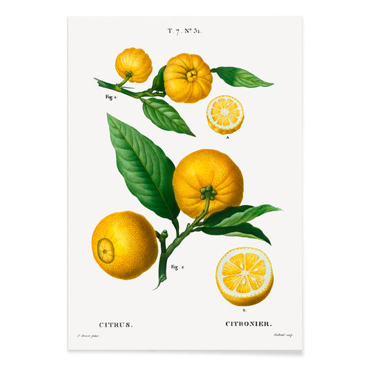 Botanical illustration of citrus fruit clusters and green leaves by Pierre-Joseph Redoute from Traite des Arbres et Arbustes, with black aluminium frame on white background