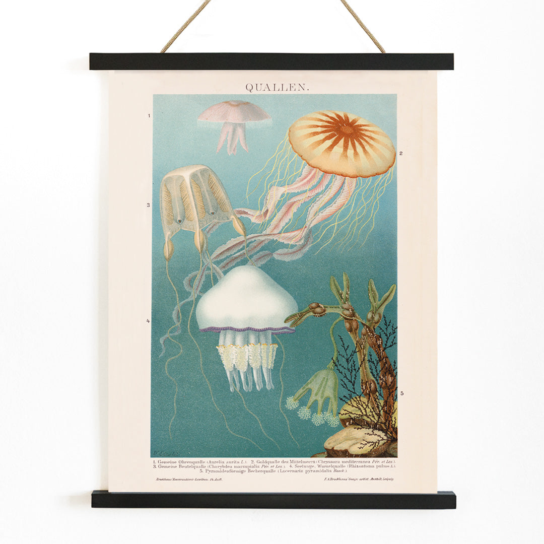 Colorful jellyfish illustration and poster in aquatic surroundings marine life artwork titled Jellyfish by The Institute of Liepzig, with wooden magnetic frame on white background