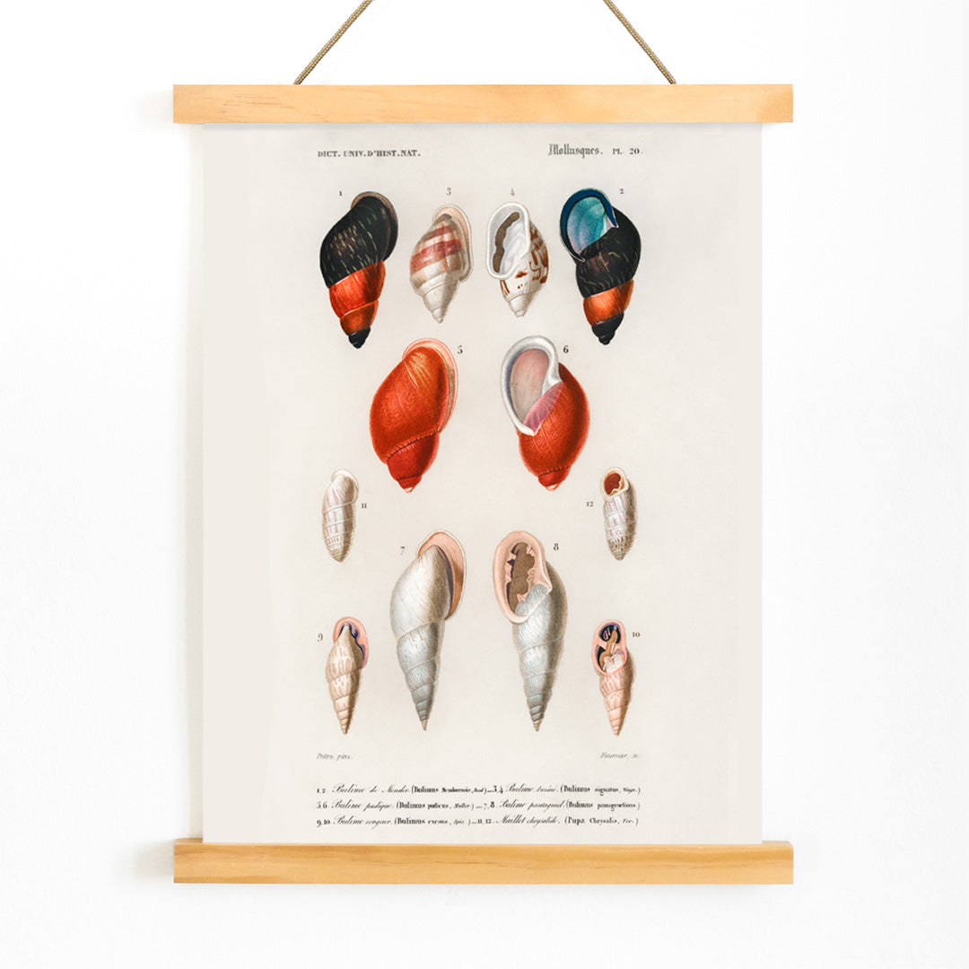 Colorful mollusk shells poster natural history artwork by Charles Dessalines D Orbigny showing different types of mollusks, with wooden magnetic frame on white background