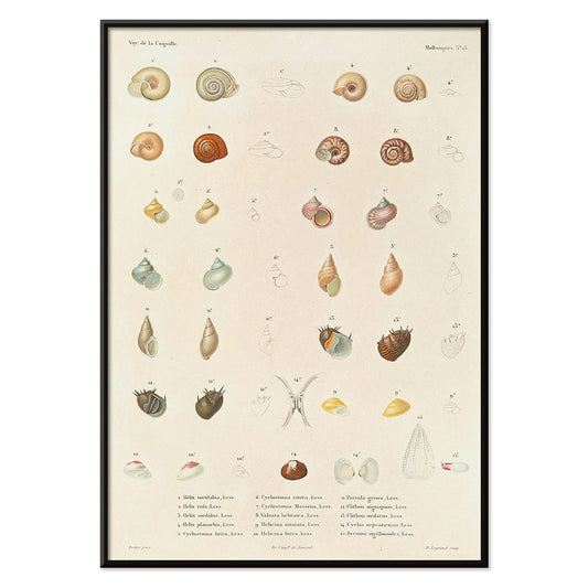 Sea shells illustration and poster from Voyage autour du monde by Louis Isidore Duperrey Pl 058, with black aluminium frame on white background