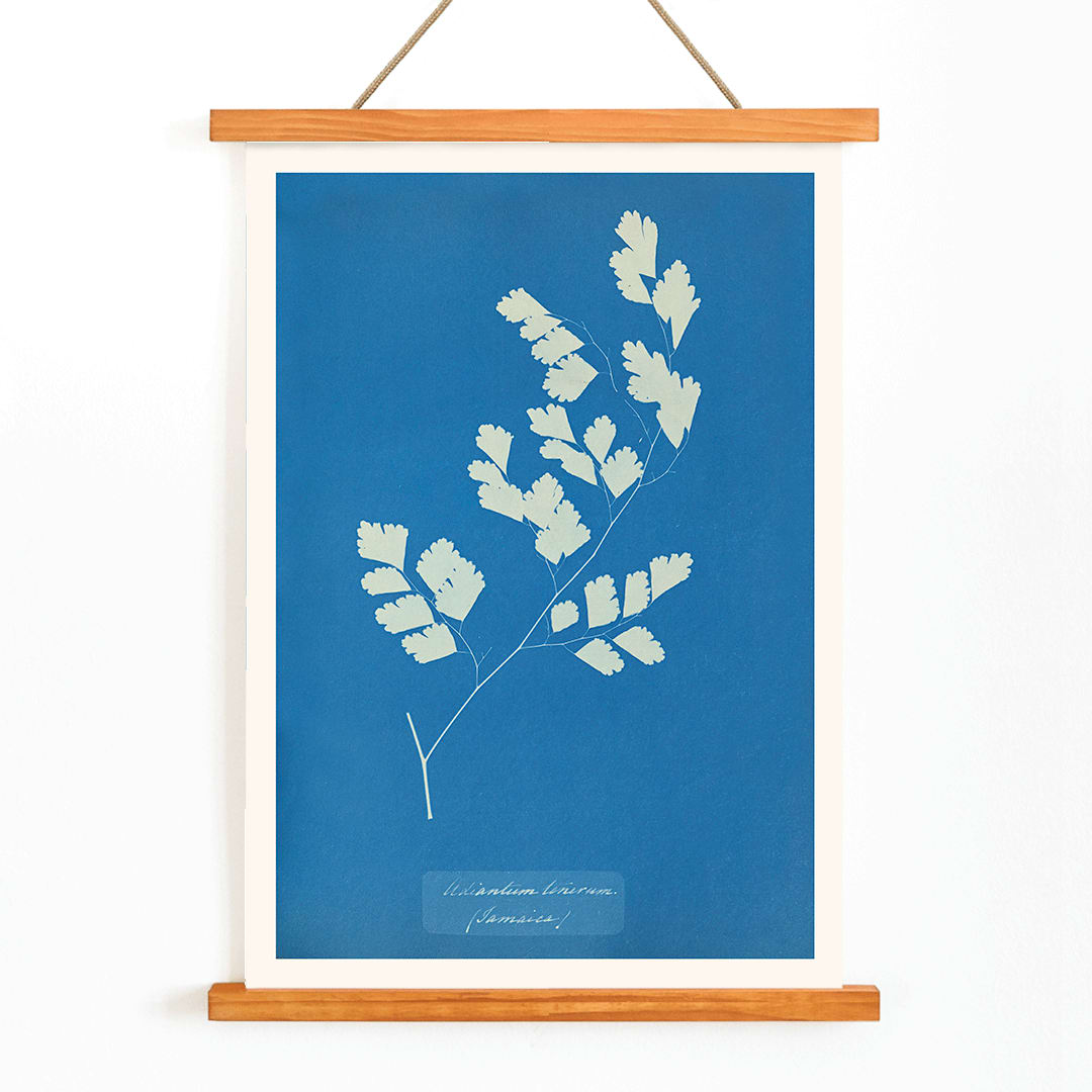 Cyanotype fern print by Anna Atkins titled Adiantum tenerum featuring white foliage on blue background botanical art poster, with wooden magnetic frame on white background