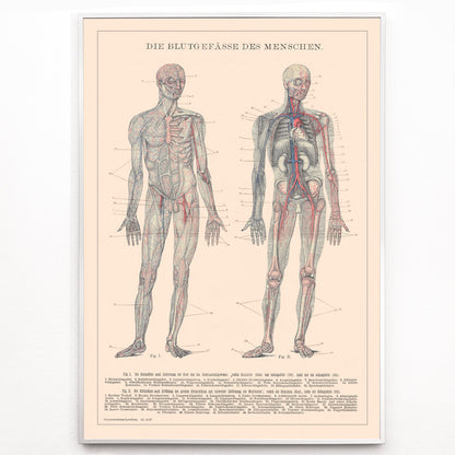 Closeup detail of Anatomical illustration and poster of human circulatory system and blood vessels titled Human Blood System by Institute of Liepzig for educational use
