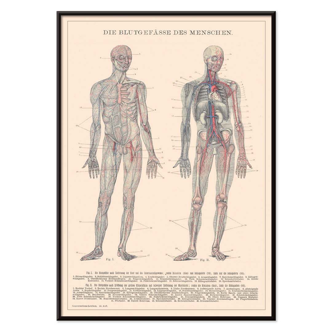 Anatomical illustration and poster of human circulatory system and blood vessels titled Human Blood System by Institute of Liepzig for educational use, with black aluminium frame on white background