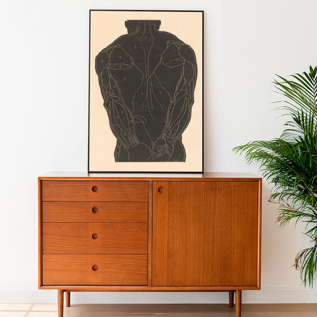 Anatomical illustration and poster of human back muscles by Reijer Stolk labeled muscle groups artwork Back Muscles, framed and displayed in home decor