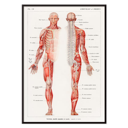 Antique anatomical illustration poster of the human nervous system by Galtier-Boissiere and Emile featuring cerveau moelle epiniere et nerfs, with black aluminium frame on white background