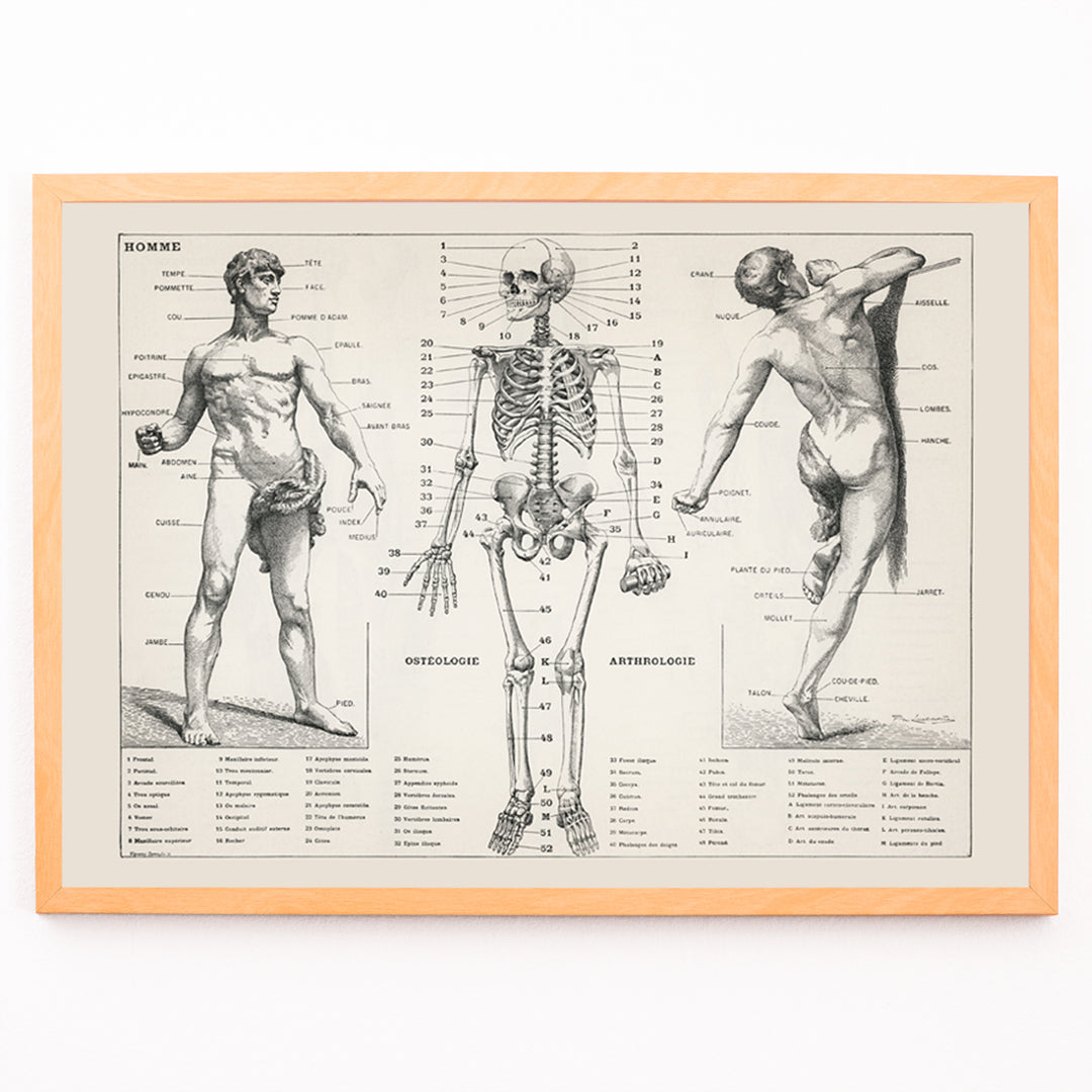 Closeup detail of Vintage anatomical poster showing human body and skeleton anatomical diagrams by Larousse Pierre Auge and Claude