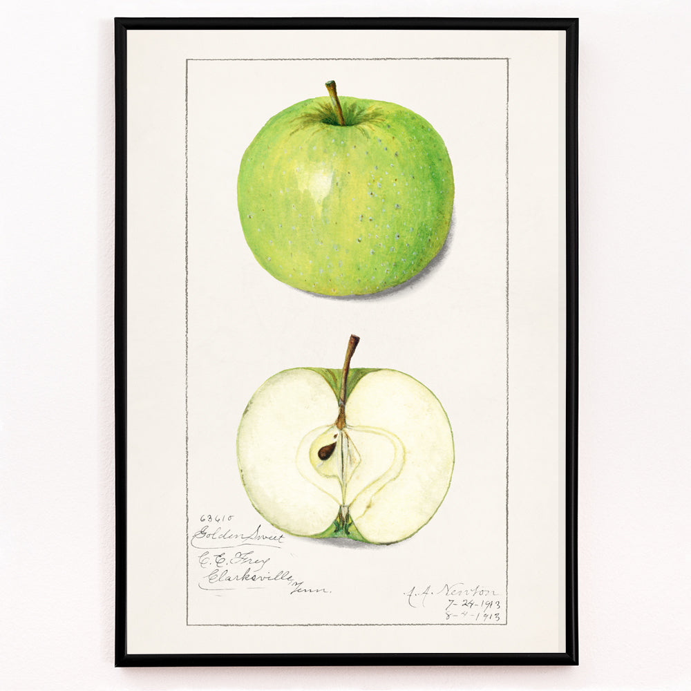 Closeup detail of Green apple whole and sliced botanical illustration and poster artwork Apples Malus Domestica by Amanda Almira Newton
