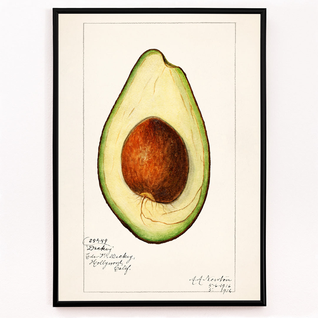 Closeup detail of Botanical illustration of avocado Persea by Amada Almira Newton detailed poster with seed and green flesh