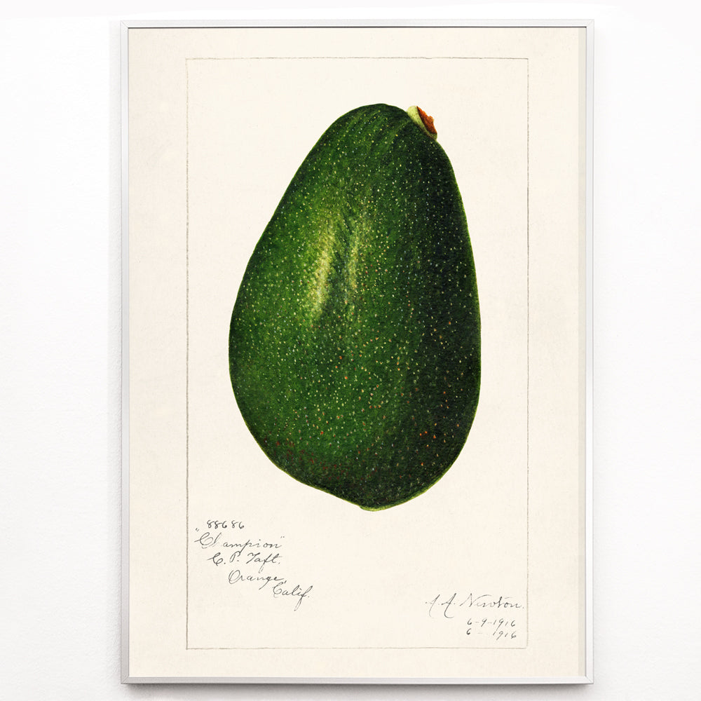 Closeup detail of Detailed avocado illustration by Amanda Almira Newton perfect for kitchen decor poster