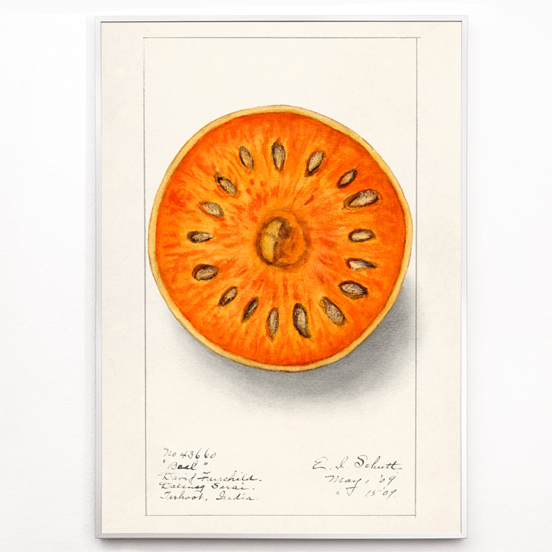 Closeup detail of Botanical illustration of sliced orange bael fruit Aegle Marmelos by Ellen Isham Schutt artwork poster