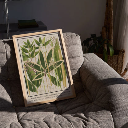 Botanical illustration and poster of various bamboo species from Japan by Yasuyoshi Shirasawa Icones of the bamboos of Japan Nihon chikurui zufu Pl 11 detailed botanical artwork, framed and displayed in home decor