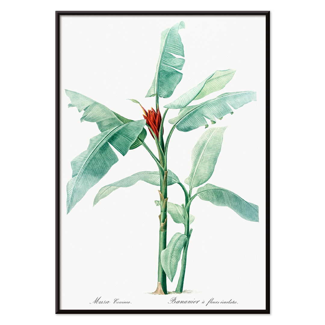 Scarlet banana plant botanical illustration by Pierre Joseph Redoute from Les liliacees poster artwork, with black aluminium frame on white background