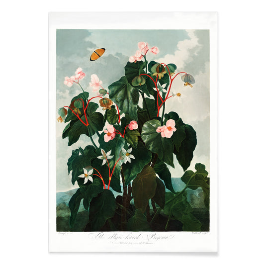 Botanical illustration and poster of The Oblique Leaved Begonia by Robert John Thornton featuring lush begonias and a butterfly in a scenic setting, with black aluminium frame on white background
