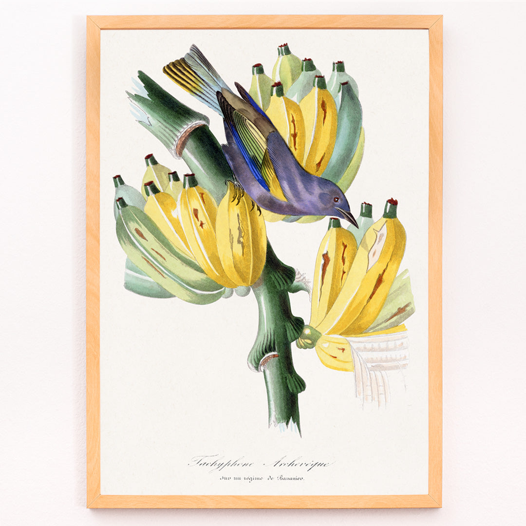 Closeup detail of Colorful Tachyphone archeveque bird perched on banana tree illustration from Le Jardin Des Plantes by Paul Gervais wall decor poster