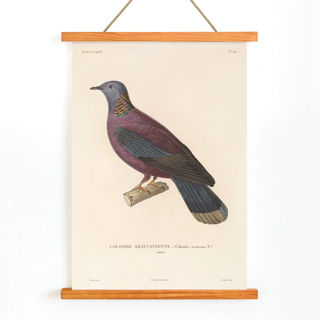 Colorful bird perched on a branch by Louis Isidore Duperrey from Voyage autour du monde Pl 148 illustration and poster, with wooden magnetic frame on white background