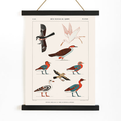 Colorful ancient Egyptian bird illustrations by Jean Francois Champollion from tomb paintings of Nevoethph and Menothph poster, with wooden magnetic frame on white background