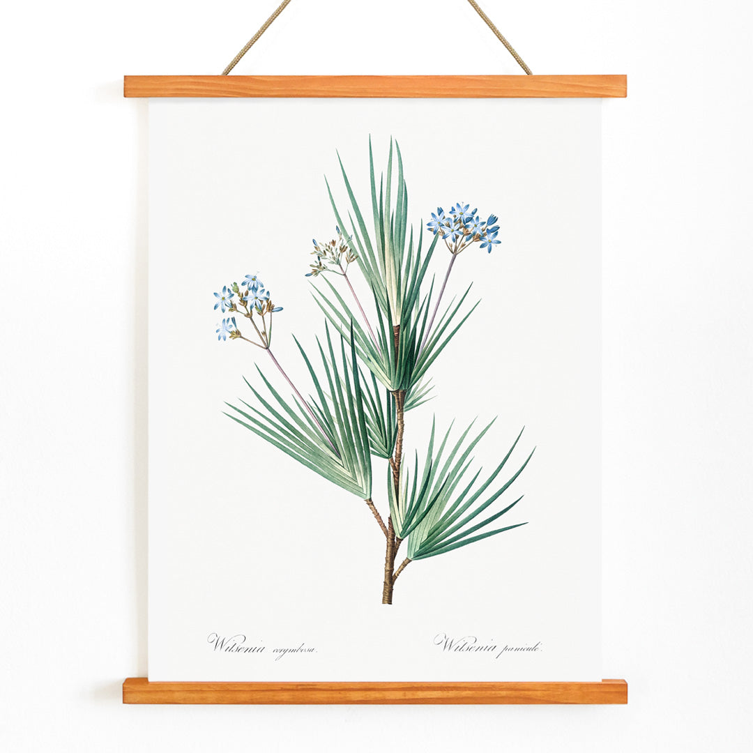 Botanical illustration poster of blue star flowers by Pierre Joseph Redoute from Les liliacees artwork, with wooden magnetic frame on white background