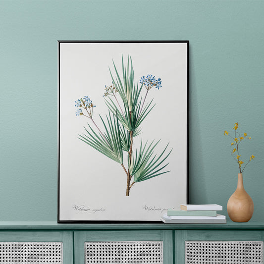 Botanical illustration poster of blue star flowers by Pierre Joseph Redoute from Les liliacees artwork, framed and displayed in home decor