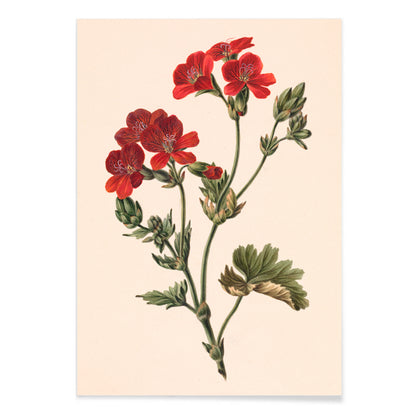 Botanical illustration of red flowers with green leaves by M de Gijselaar poster artwork, with black aluminium frame on white background