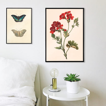 Botanical illustration of red flowers with green leaves by M de Gijselaar poster artwork, framed and displayed in home decor
