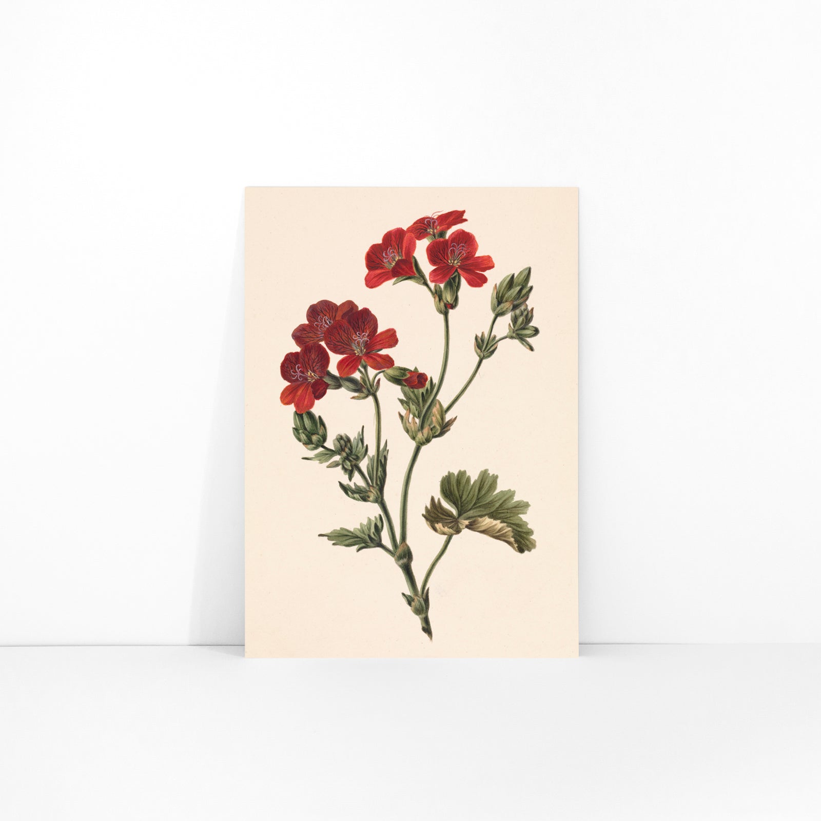 Botanical illustration of red flowers with green leaves by M de Gijselaar poster artwork, framed and displayed in modern living room decor