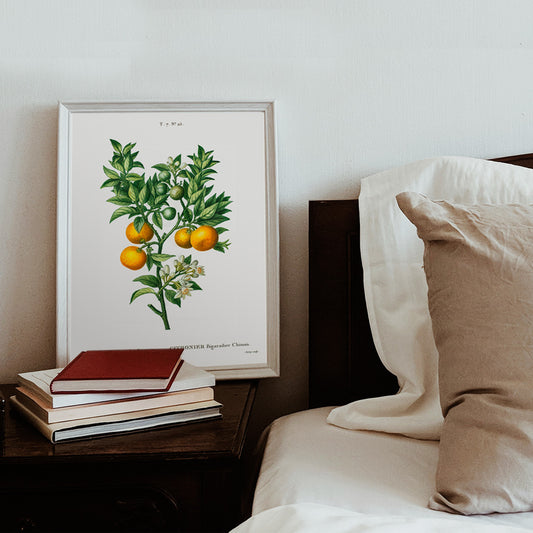 Bitter sweet oranges on a branch botanical illustration by Pierre Joseph Redoute Citrus Bigaradia Sinensis artwork poster, framed and displayed in home decor