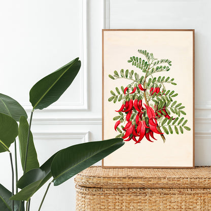 Antique plant Kowhai Clianthus puniceus botanical illustration and poster with red flowers and green leaves by Sarah Featon, framed and displayed in home decor