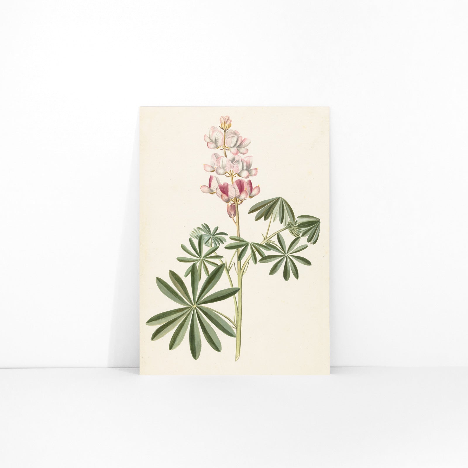 Botanical illustration poster of lupine flowers with green leaves by Alida Withoos, framed and displayed in modern living room decor