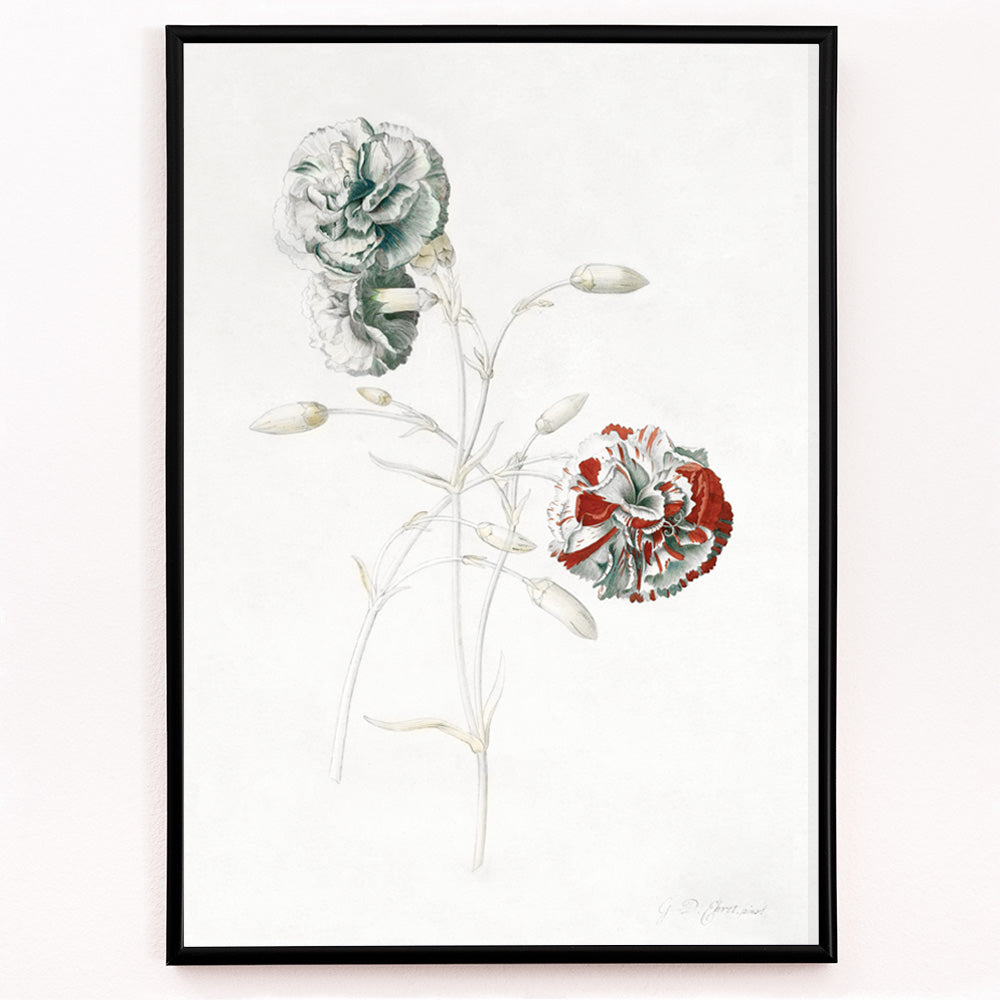 Closeup detail of Botanical illustration of carnations titled Carnations by Georg Dionysius Ehret detailed flower artwork poster