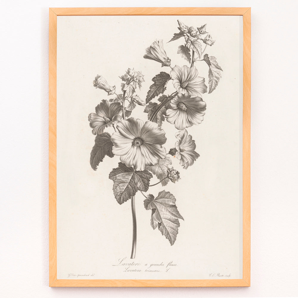 Closeup detail of Botanical illustration and poster of large-flowered lavatera with detailed leaves and blooms by Louis Charles Ruotte artwork