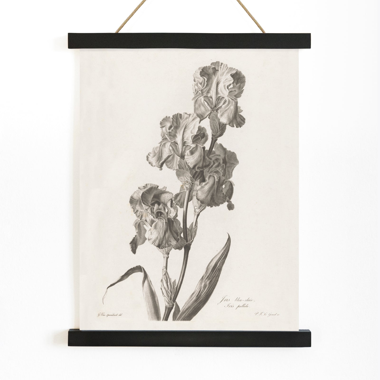 Botanical illustration poster of Blue Dalmatian iris by Pierre Francois Legrand showing detailed iris flowers and leaves in monochrome style, with wooden magnetic frame on white background