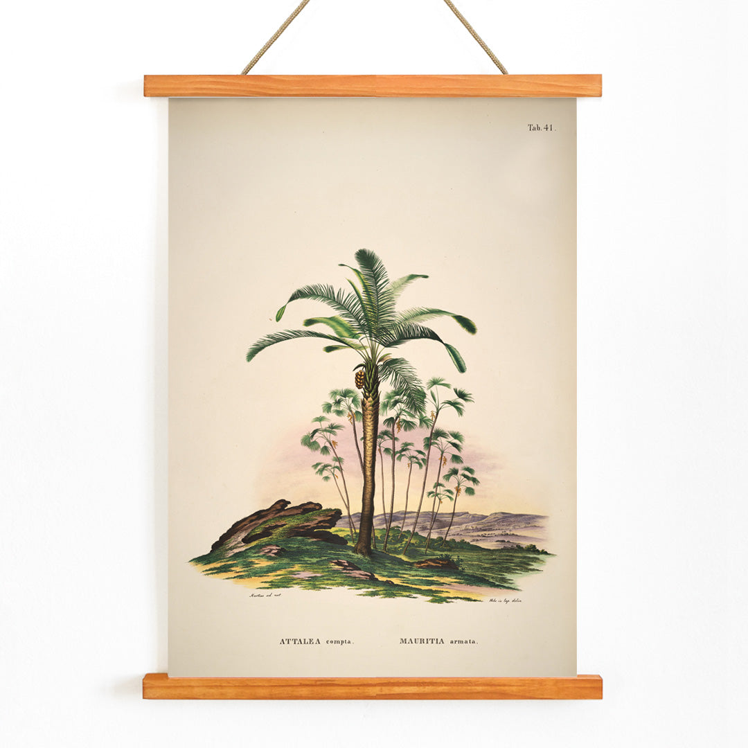 Botanical illustration of Attalea compta palm trees by Carl Friedrich Philipp von Martius from Historia Naturalis Palmarum artwork poster, with wooden magnetic frame on white background