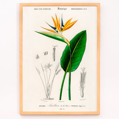 Closeup detail of Botanical illustration poster of Bird of paradise Strelitzia Reginae by Charles Dessalines D Orbigny with detailed sketches