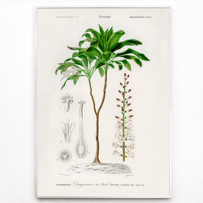 Closeup detail of Botanical illustration poster of Dracaena brasiliensis by Charles Dessalines D Orbigny showing detailed plant features and parts