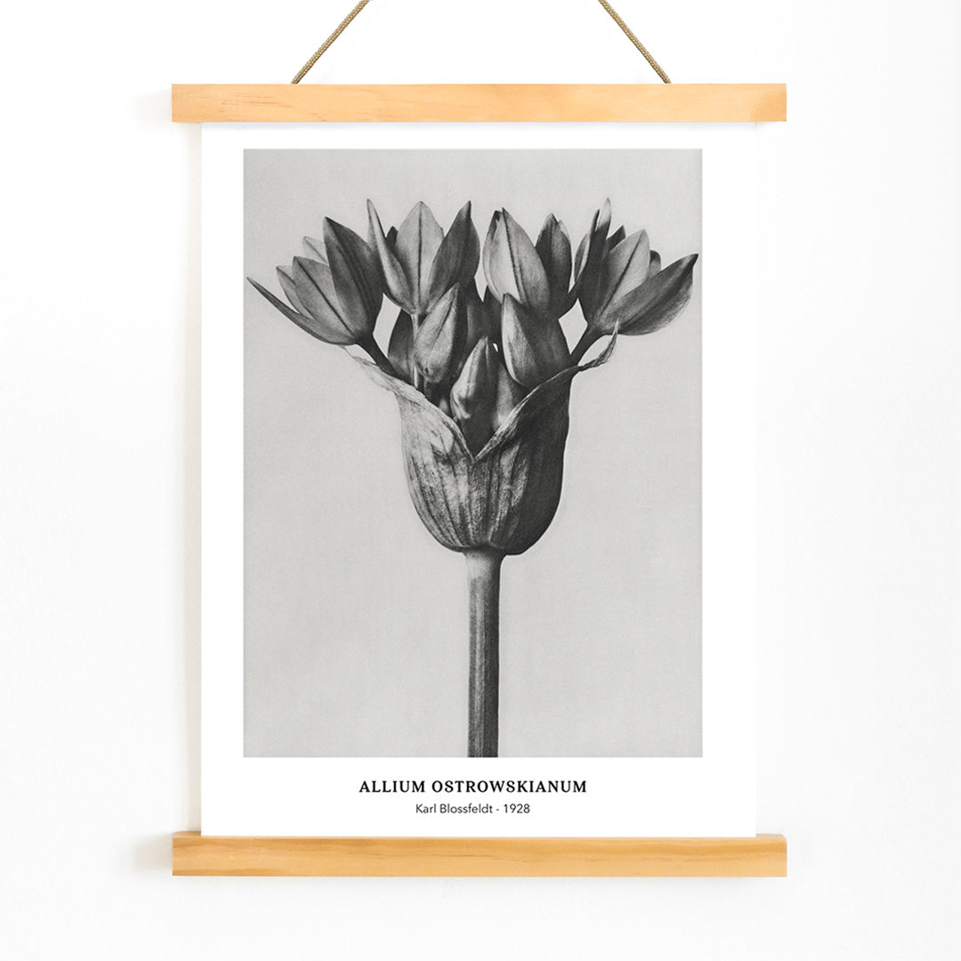 Black and white close up photograph of Allium Ostrorowskianum ornamental onion by Karl Blossfeldt from Urformen der Kunst poster artwork, with wooden magnetic frame on white background