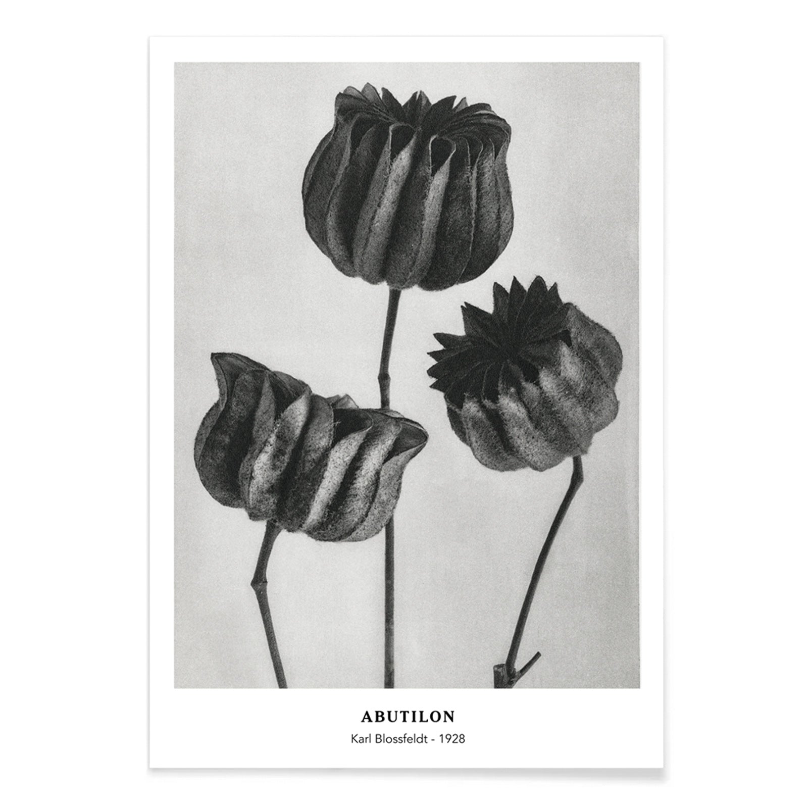 Close up and poster of Abutilon Lime Mallow pods from Urformen der Kunst by Karl Blossfeldt with detailed botanical texture, with black aluminium frame on white background