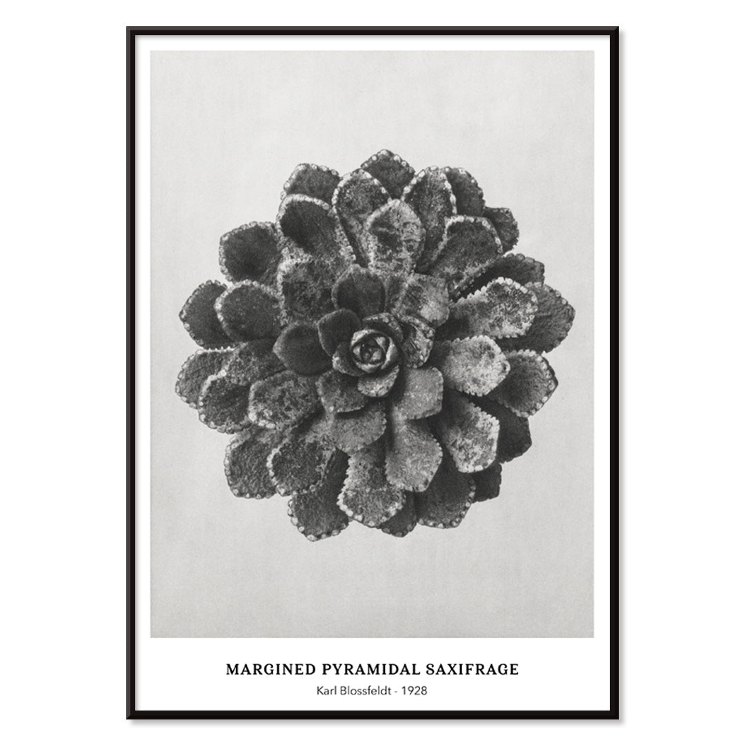 Margined Pyramidal Saxifrage leaf botanical photograph by Karl Blossfeldt from Urformen der Kunst detailed close up poster, with black aluminium frame on white background