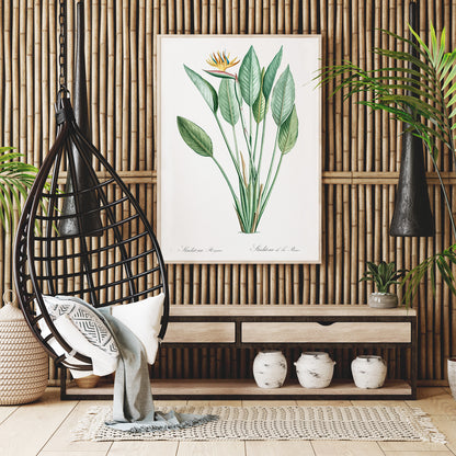 Botanical bird of paradise illustration by Pierre-Joseph Redoute from Les liliacees with green leaves poster, framed and displayed in home decor