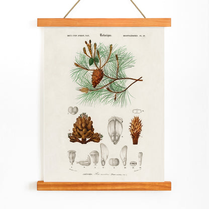 Maritime pine Pinus maritima botanical illustration by Charles Dessalines D Orbigny with detailed pine cones needles and plant parts poster artwork, with wooden magnetic frame on white background
