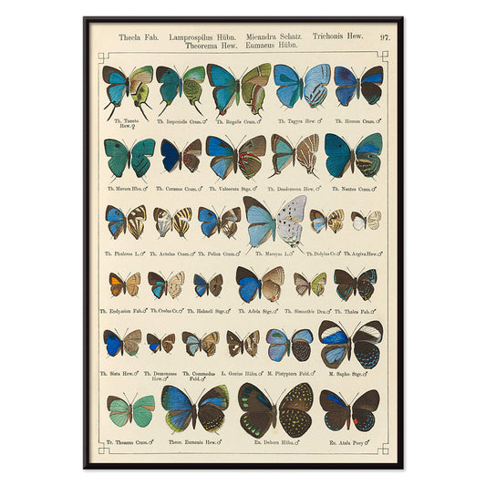 Colorful illustration of exotic butterflies in vibrant colors from Exotic butterflies Pl.097 by Otto Staudinger, with black aluminium frame on white background