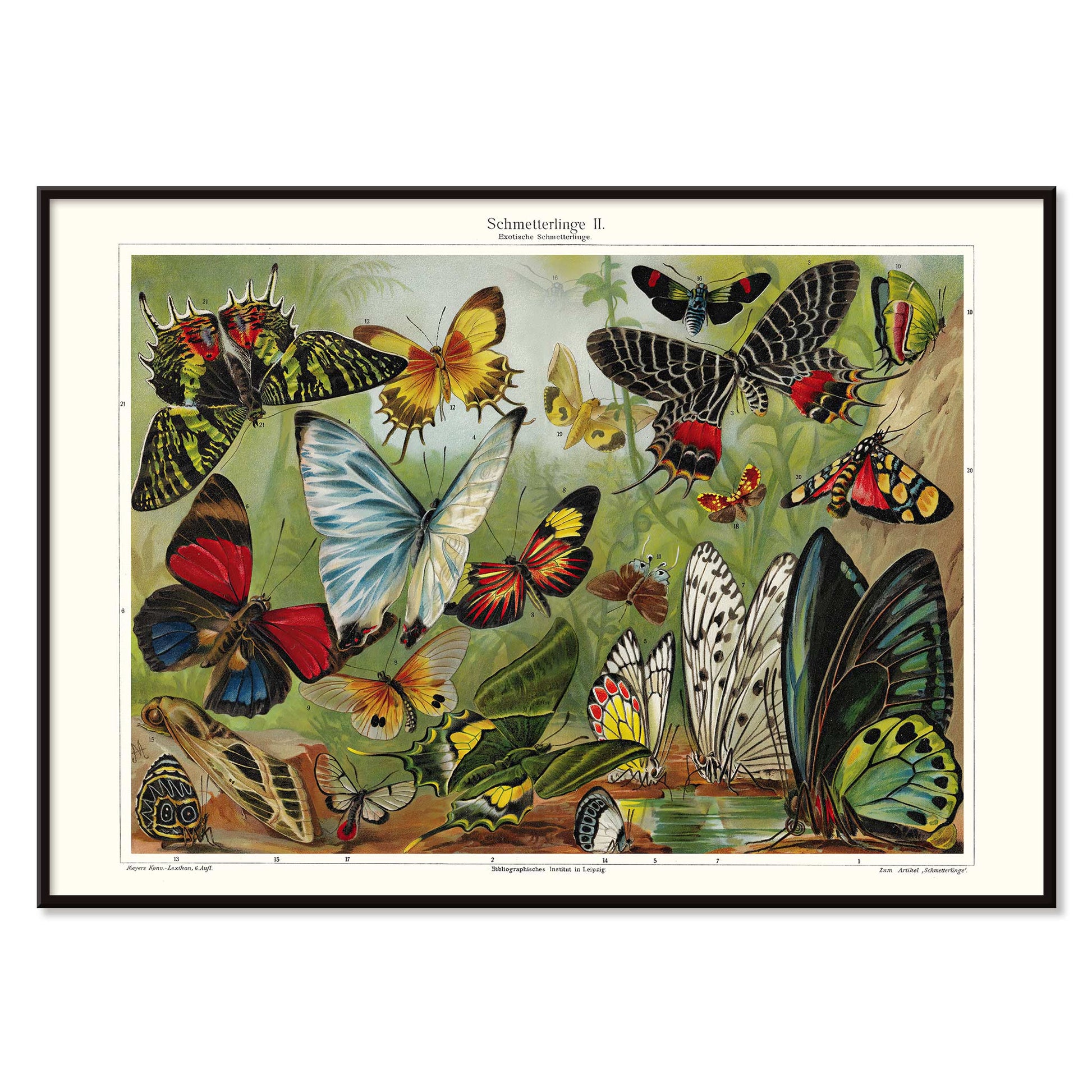 Colorful butterflies illustration by Institut of Leipzig titled Butterflies II poster featuring butterflies in nature ideal for entomology and home decor, with black aluminium frame on white background