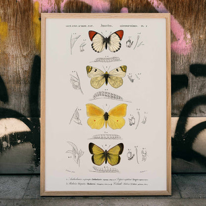 Illustration and poster of butterfly species and insect life cycles by Charles Dessalines D Orbigny from Different types of butterfly, framed and displayed in modern living room decor
