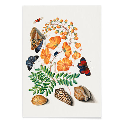 Botanical illustration and poster of vibrant flowers beetles butterflies and shells from Natural History Cabinet of Anna Blackburne by James Bolton, with black aluminium frame on white background