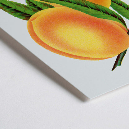 Closeup detail of Champion plum and peach lithograph by Owen Jones from Botanical Specimen showing ripe yellow plums and peaches with green leaves