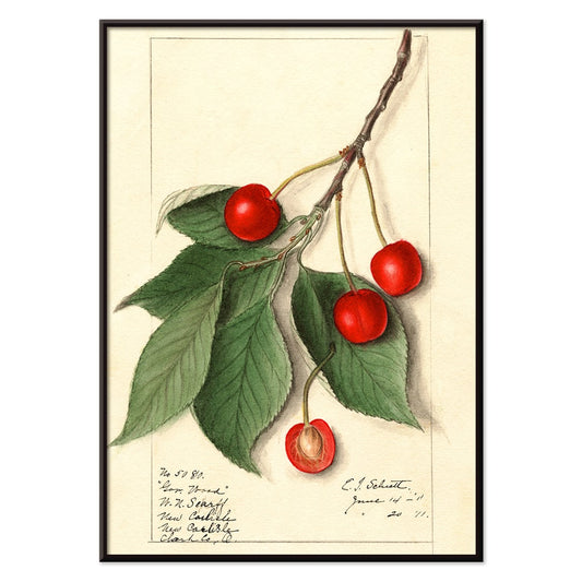 Botanical illustration poster of Prunus avium Govenor Wood by Ellen Isham Schutt featuring cherries and leaves on a branch, with black aluminium frame on white background