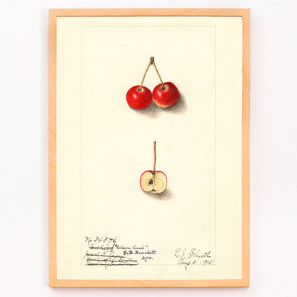 Watercolor illustration by Ellen Isham Schutt of Malus Cherry Crab showing two whole cherries and one halved cherry poster, framed and displayed in modern living room decor