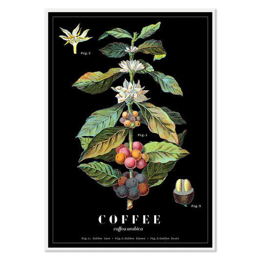 Botanical illustration poster of Coffea Arabica by Davis Sacker and Perkins showing detailed coffee plant stages, with black aluminium frame on white background