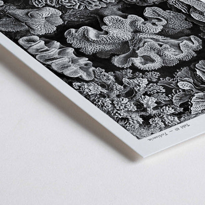 Closeup detail of Detailed black and white coral illustration poster from Hexacoralla Sechsstrahlige Sternkorallen by Ernst Haeckel wall art decor
